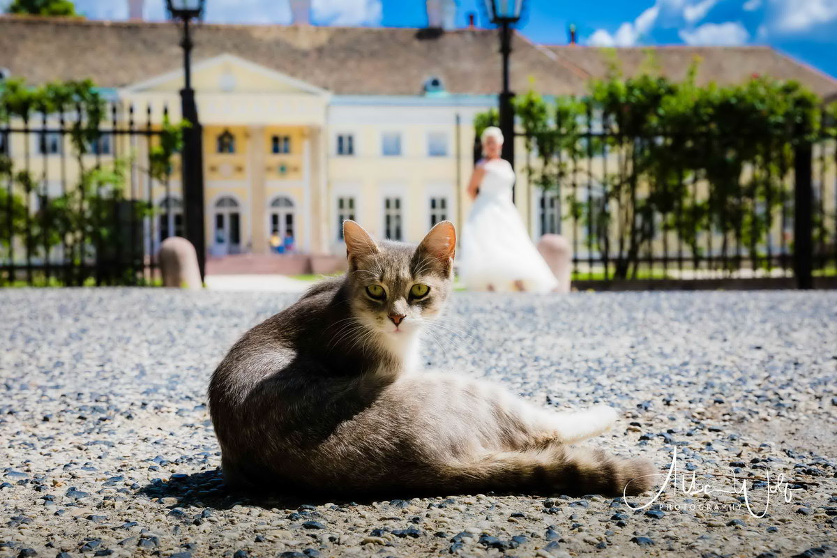 Alba Wolf Fotóstúdió Székesfehérvár galéria