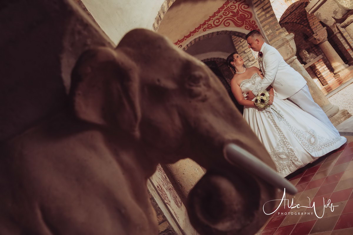 Alba Wolf Fotóstúdió Székesfehérvár galéria